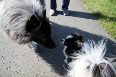 IMG_0782_a